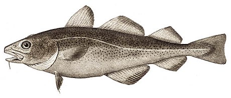 File:Atlantic cod.jpg