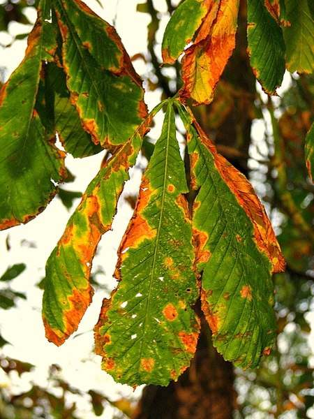 File:Autumn leaves, Ward Park - geograph.org.uk - 1024022.jpg