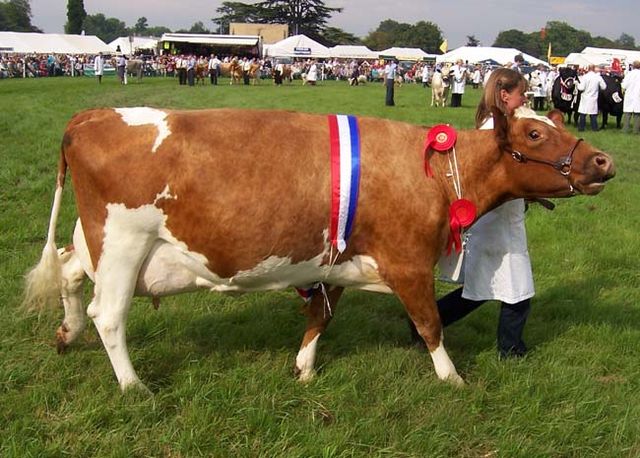 Jersey Cow and Holstein Cow Differences, Features