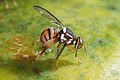 Muscomorpha/Tephritidae (nzi wa maembe Bactrocera dorsalis)