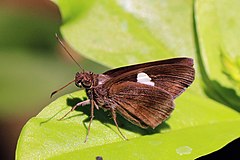 Gebänderter Dämonenschmetterling (Notocrypta paralysos) Bali I.jpg