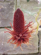 Banksia blechnifolia