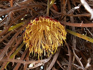 <i>Banksia comosa</i> Species of shrub in the family Proteaceae endemic to Western Australia