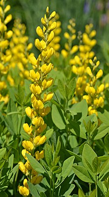 Baptisia 'qichqiriq sariq' gullar.JPG