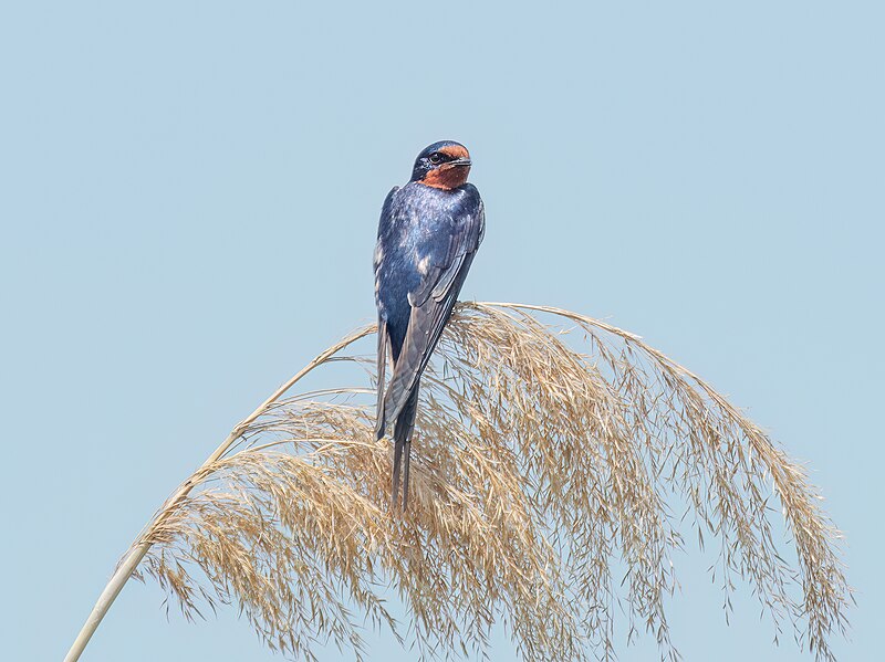 File:Barn swallow in Montezuma (14381).jpg