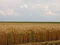 The plains of the Beauce