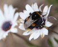 Image 8Bumblebee defecating. Note the contraction of the anus, which provides internal pressure. (from Insect morphology)