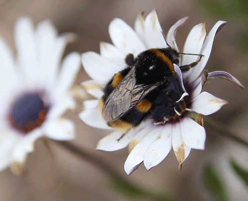 Bumblebee defecating. Note the contraction of the abdomen to provide internal pressure