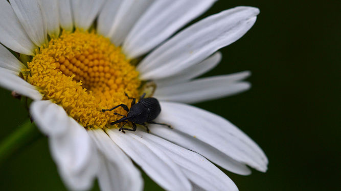 Beetle (Coleoptera) on Ox-eye Daisy (Leucanthemum vulgare)