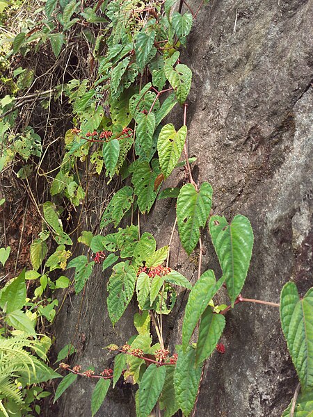 File:Begonia Vine 4.jpg