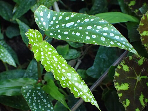 Begonia maculata kz01