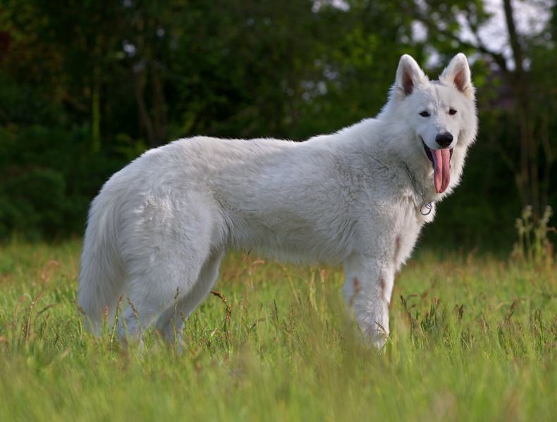 File:Berger Blanc Suisse.png