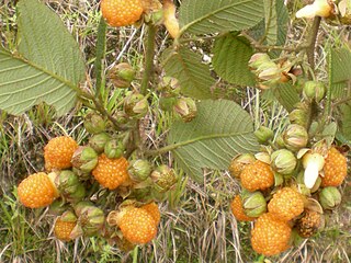 <i>Rubus ellipticus</i>