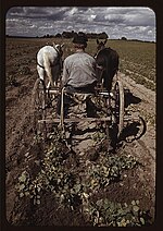 Thumbnail for File:Bill Stagg turning up pinto beans, Pie Town, New Mexico LOC 2179136586.jpg