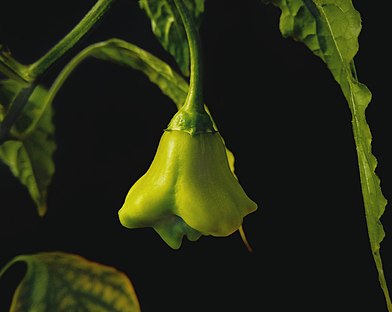 Bishop's crown fruit on its plant Bishop's crown fruit.jpg