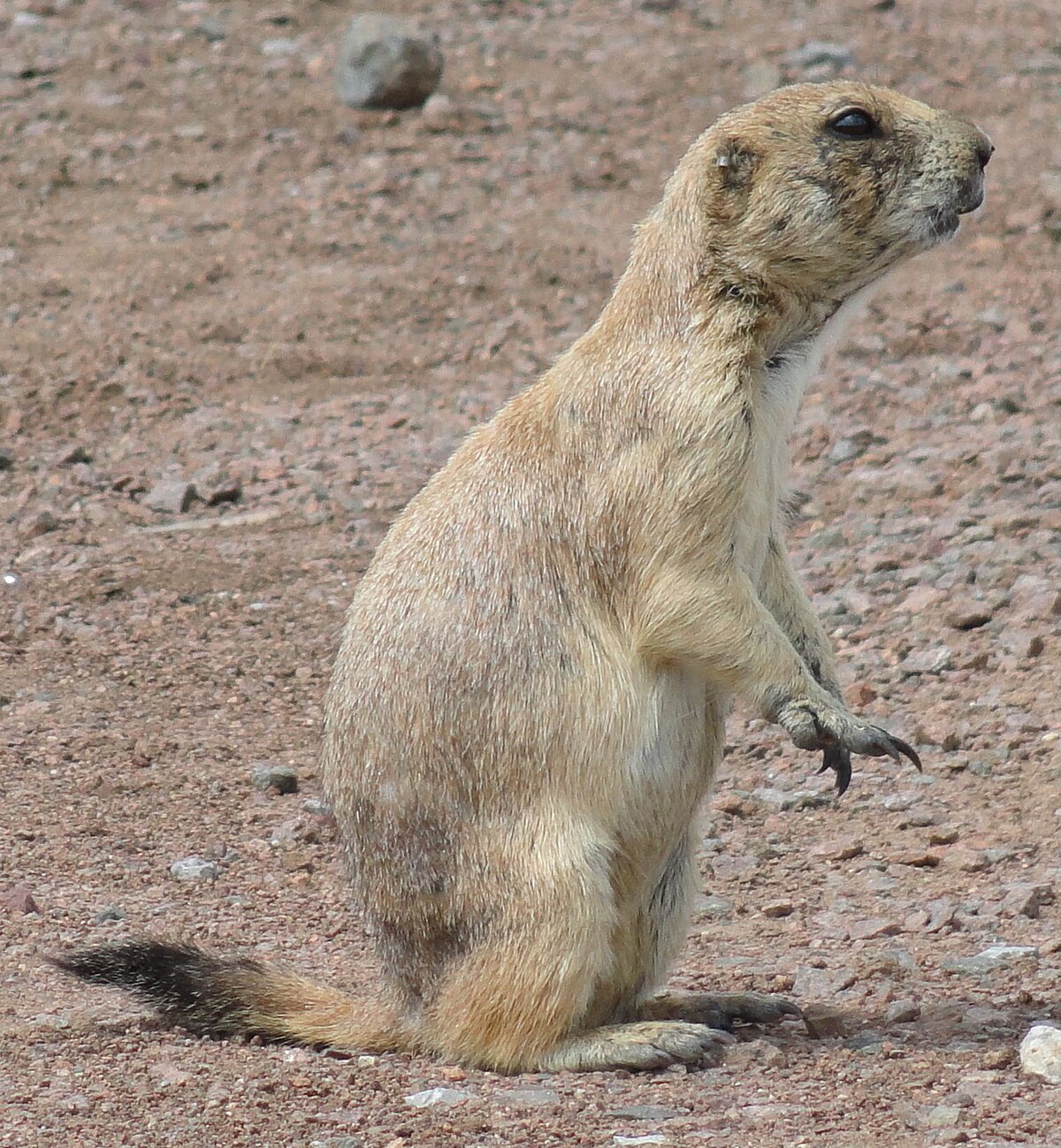 where are prairie dogs located