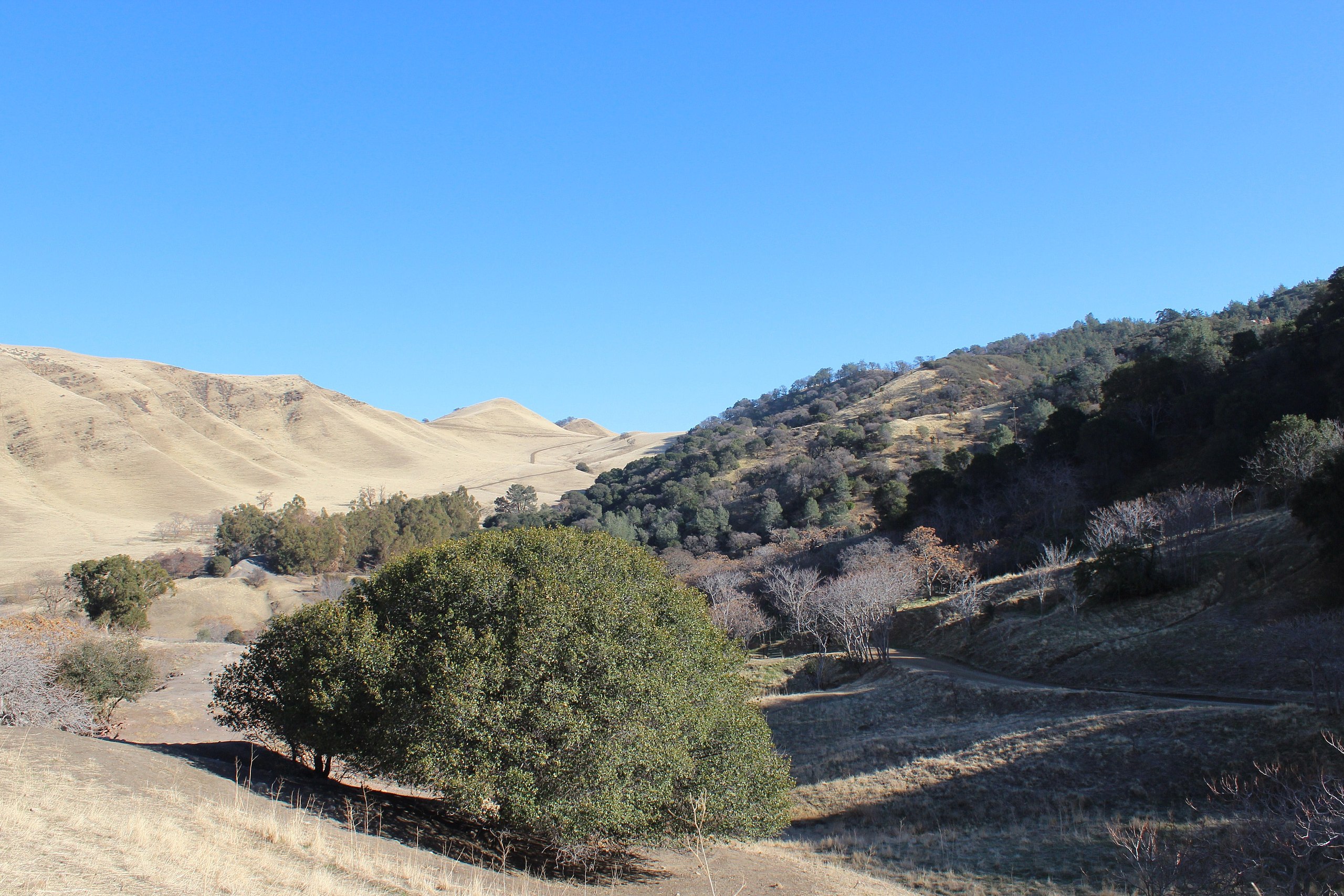 Black Diamond Mines Regional Preserve