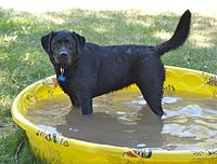 A black labrador retriever bathing in a kiddie pool