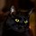 Black cat close-up (8385441616).jpg