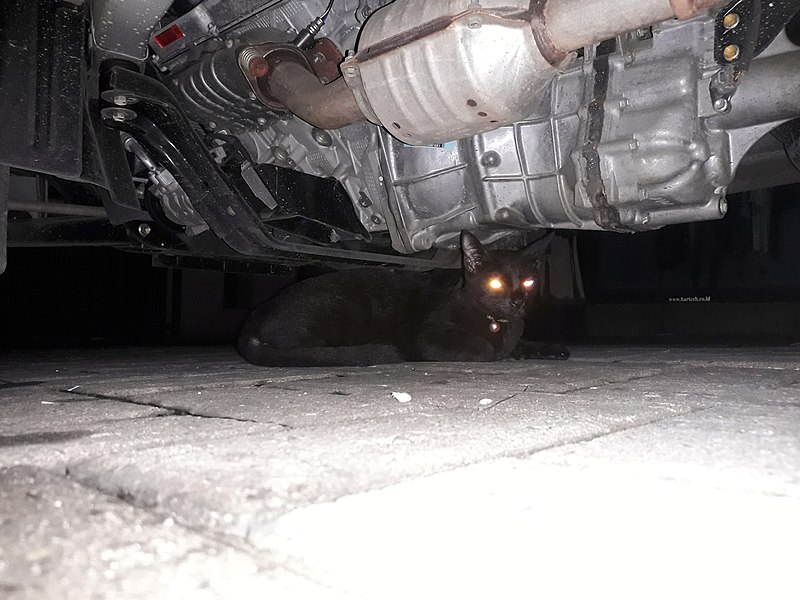 File:Black cat lying under the car.jpg