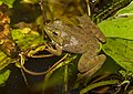 * Nomination Lithobates catesbeianus -- Sixflashphoto 01:08, 9 September 2018 (UTC) * Promotion Good quality. -- Johann Jaritz 02:06, 9 September 2018 (UTC)