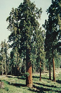 Black Mountain Grove Giant sequoia grove in Tulare County, California, United States