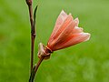 Gesloten bloem van een stricta 'Sulphurea' (Nachtbloeier)