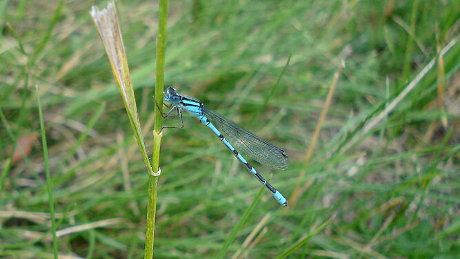 Pond Damselfly (Coenagrionidae)