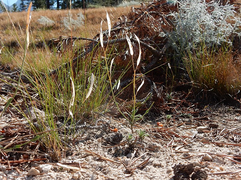 File:Boechera (Arabis) platysperma - pioneer rockcress - Flickr - Matt Lavin (2).jpg