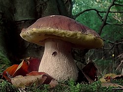 美味牛肝菌 Boletus edulis