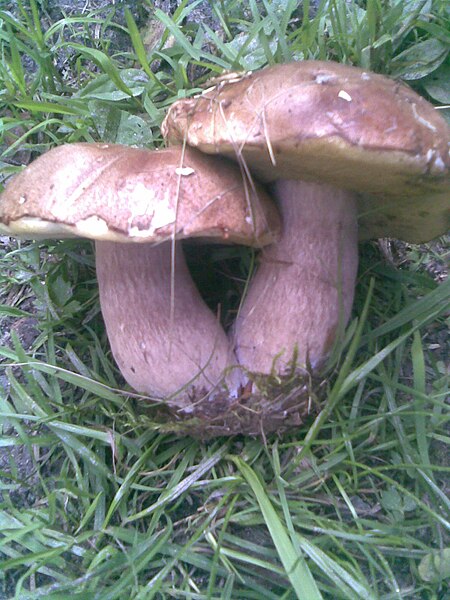 File:Boletus edulis 1 - 2011.08.07.jpg