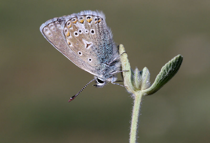 File:Bolkar Blue - Polyommatus molleti 04.jpg