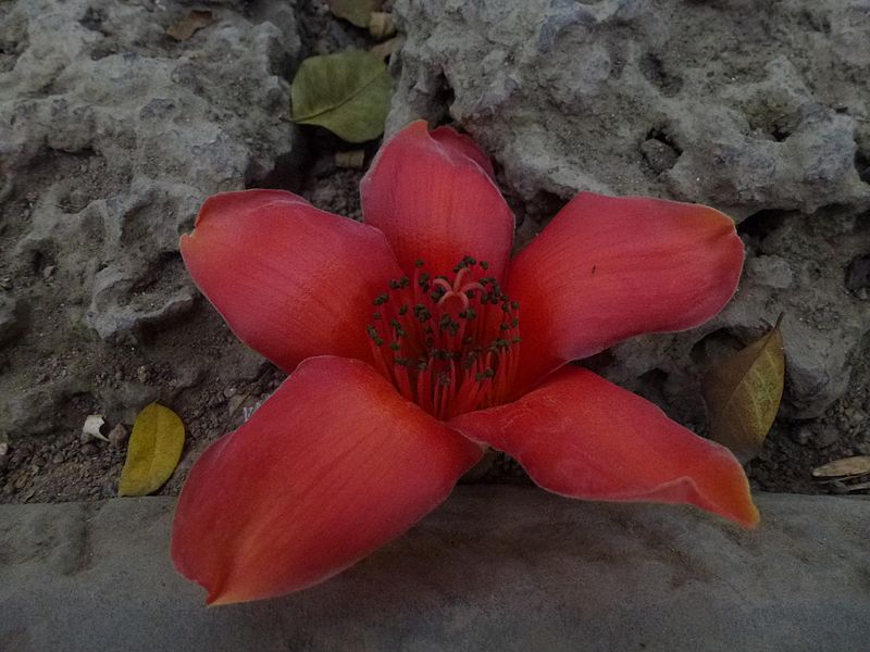File:Bombax ceiba flower.JPG
