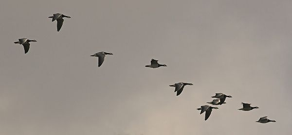 A flock of barnacle geese during autumn migration