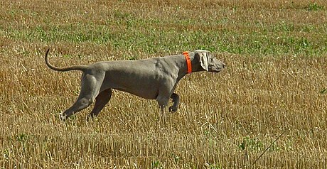 Chien de chasse