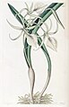 Brassavola nodosa plate 1465 in: Edwards's Bot. Register (Orchidaceae), vol. 17, (1831)