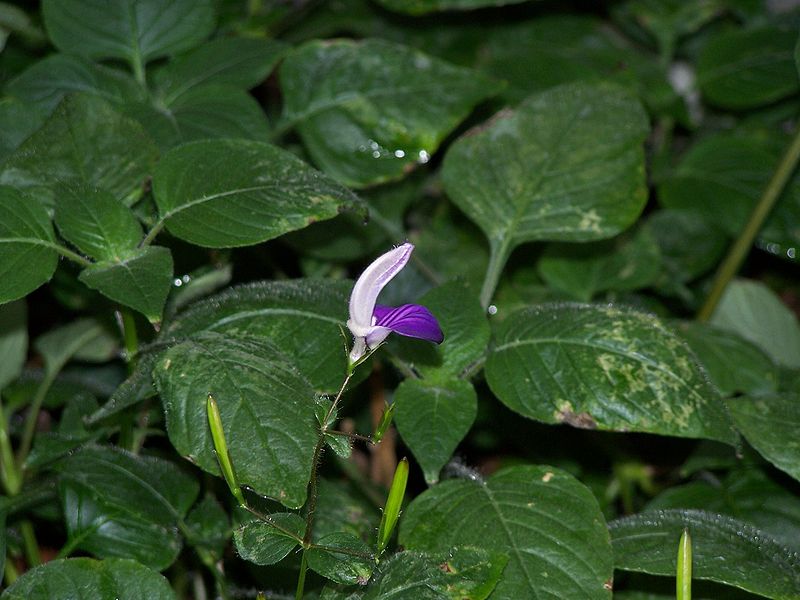 File:Brillantaisia lamium.jpg