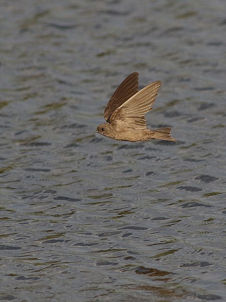 File:Brown-throated martin, Riparia paludicola, at Marievale Nature Reserve, Gauteng, South Africa. (22495912870).jpg