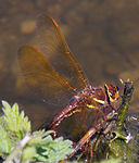 Brown Dragonfly 3 (7622692304).jpg