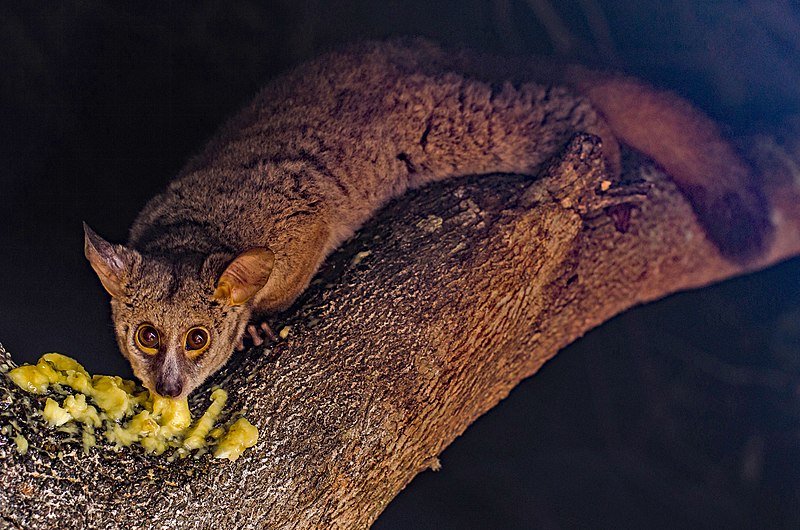 File:Brown Greater Galago.jpg