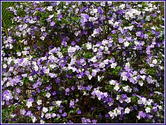 紫色の花と白色の花が入り交じり咲いている