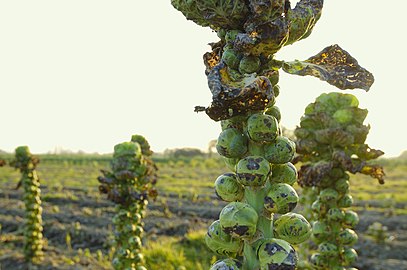 Brussels Sprout