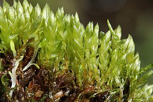 Bryum schleicheri (b, 144153-472918) 4960.JPG