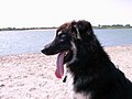 Thumbnail for File:Buddy at the beach (1022076583).jpg