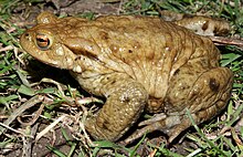 Bufo-bufo-erdkroete-maennlich.jpg 