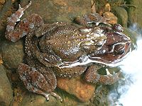 Bufo parietalis amplexus.jpg