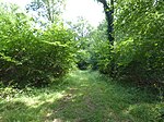 Bull's Wood