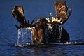 Bull moose browsing in an alaskan tundra pond.jpg