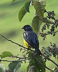 Миниатюра для Файл:Buthraupis montana Azulejo real Hooded Mountain-Tanager (8611992466).jpg