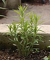 Butterfly Weed Asclepias tuberosa Young Plant 1938px.JPG